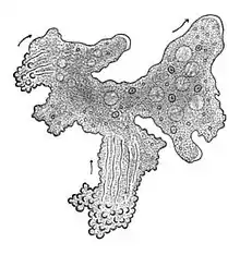 The single-celled giant amoeba has up to 1000 nuclei and reaches lengths of 5 mm