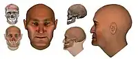 Chemurchek sanctuary Hulagash (Bayan-Ulgii aimag, Mongolia) Burial, forensic reconstruction of the skull, circa 2500 BCE