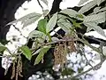Foliage and flowers