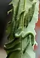 Larva