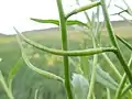 a long, narrow, tapered seed pod