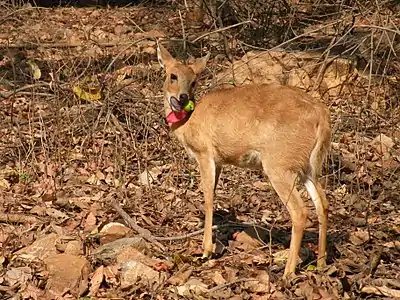 female