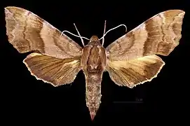 Clarina syriaca ♀