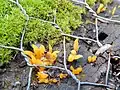 Golden spindles, Clavulinopsis fusiformis