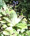 Fruiting plant with ripe fruit (Kiso Mountains, Japan, 23&nbsp;September)