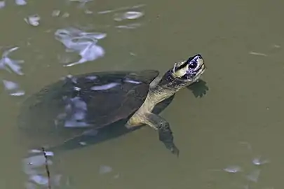 M. t. coronataChambal River, Uttar Pradesh, India