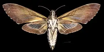 Female ventral