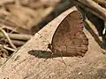 Dry-season form at Narendrapur near Kolkata, West Bengal, India