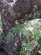 Bark
