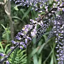Narrow-leaved palm lily (Cordyline stricta) also known as the Slender Palm Lily
