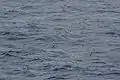 A group 200&nbsp;nm east of Madeira
