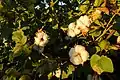 cotton plant
