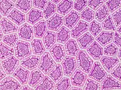 Cross-section histology of intestinal villi of the human terminal ileum.