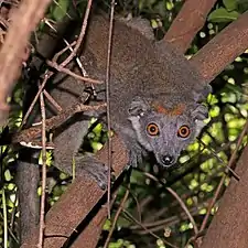 Female