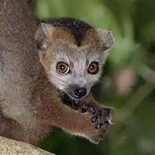 Juvenile male