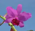Ctt. Portia 'Gloriosa'(= Gur. bowringiana × C. labiata) (Formerly C. Portia)