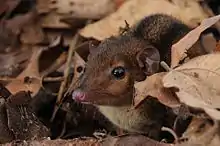 Brown opossum