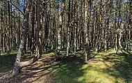 Dancing Forest