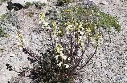 Curved-beak lousewort (Pedicularis contorta)