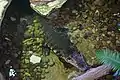 Orinoco crocodile at the Dallas World Aquarium