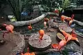 Flamingos at the Dallas World Aquarium