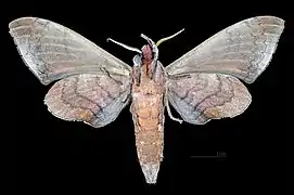 Male ventral view