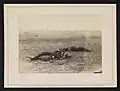 Confederate Dead Antietam Maryland 1862 incorrectly identified and sold as taken near "Burnsides Bridge";