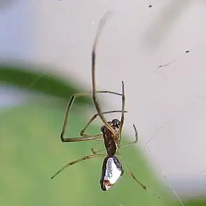 Close-up of the same dewdrop spider