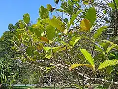 Dillenia philippinensis leaves