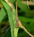 Female