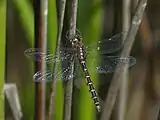 Male