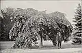 Camperdown Elm, 1891 (from Ellwanger and Barry's catalogue, New York)