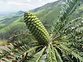 Cone