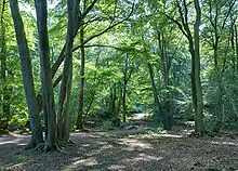 Sunlight streams through the green leaves of tall trees in a forest, through which a narrow metalled road snakes.