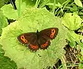 Erebia ligea
