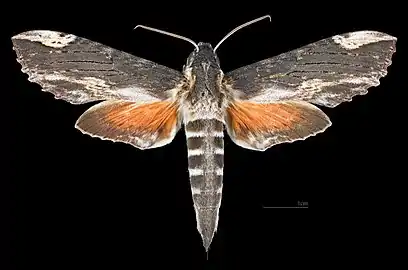 Female dorsal view