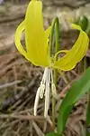 White anthers