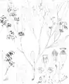 Illustration from Mueller's Eucalyptographia