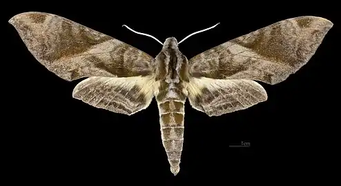 Female dorsal