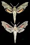 Eupanacra splendens