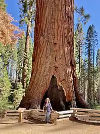 The Faithful Couple Tree