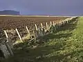 Farmland near Skarfskerry, Caithness