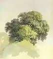 The Crowns of the Trees. 1867