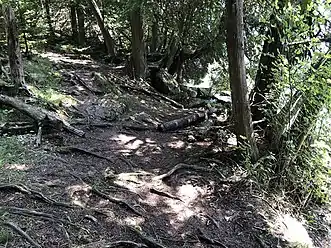 Fern Trail