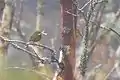 Birch