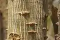 Trunk detail