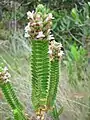 Hyptis cruciformis