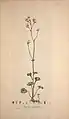 Saxifraga granulata in Flora Londinensis Many species of this Genus were cultivated in the garden at Cranmore.