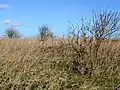 Dry vegetation in Europe