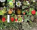 Montage